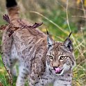 slides/IMG_1000.jpg eurasian, lynx, wildlife, feline, big cat, cat, predator, fur, eye, marking, tuft, ear WBCW128 - Eurasian Lynx